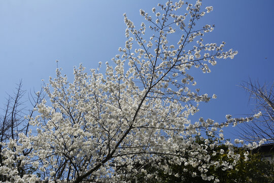 仰拍樱花花枝