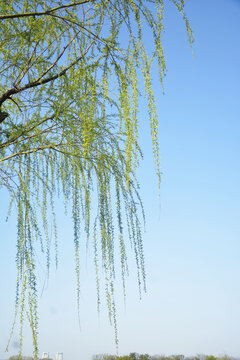 柳叶嫩芽