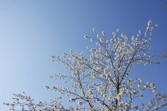 仰拍樱花