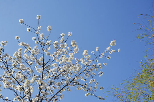 唯美樱花