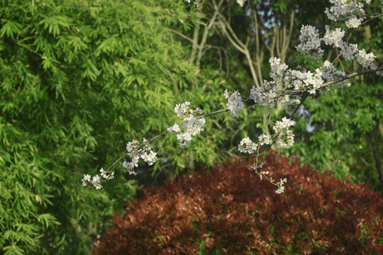 樱花花枝