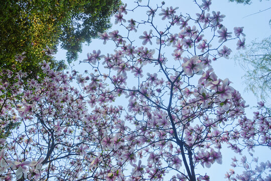 仰拍玉兰花枝