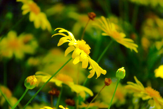 野菊花