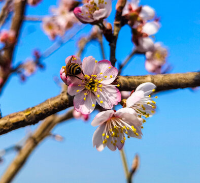 蜜蜂与花