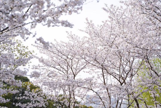 大片樱花树