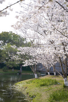 岸边樱花树