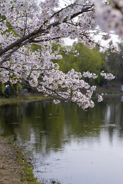 河岸边樱花树