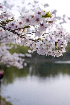 樱花花瓣