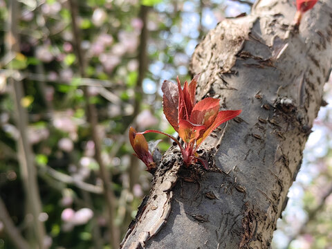 垂丝海棠树木发芽