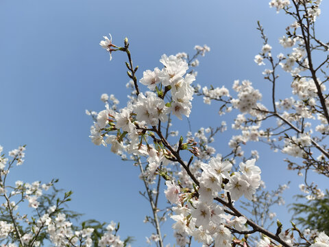 一树梨花