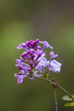 丁香花