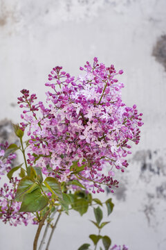 丁香花