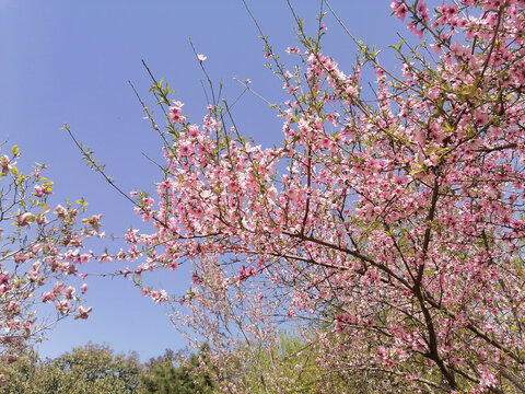 春日桃花