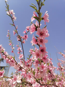 春天桃花