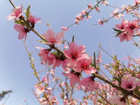 一枝桃花