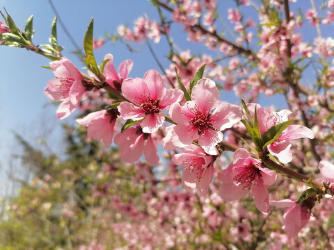 一枝桃花