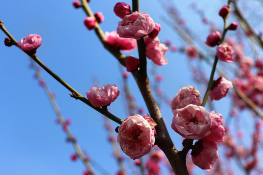 粉色梅花