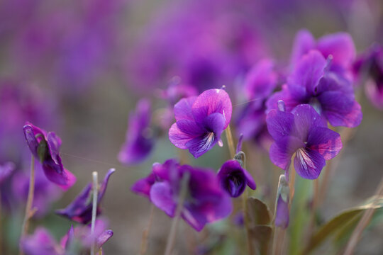 紫花地丁