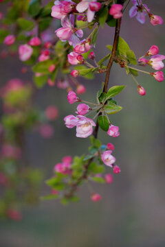 晨光中的西府海棠花
