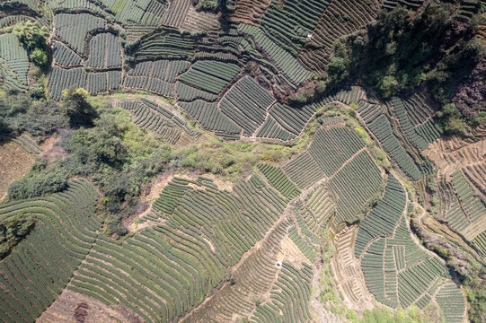 四川雅安蒙顶山牛碾坪茶山