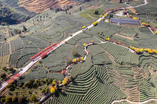 四川雅安蒙顶山牛碾坪茶山