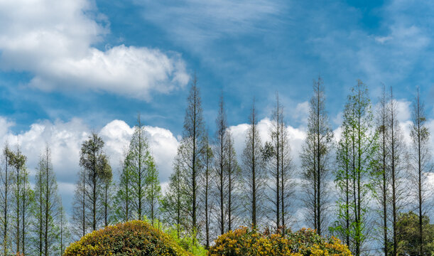 蓝天白云下的一排树