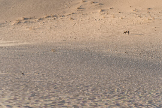 中国内蒙古晴天下的沙漠