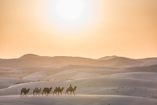中国内蒙古夕阳下的沙漠和骆驼