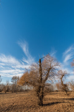 内蒙古蓝天白云下的田野树林