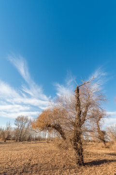 内蒙古蓝天白云下的田野树林