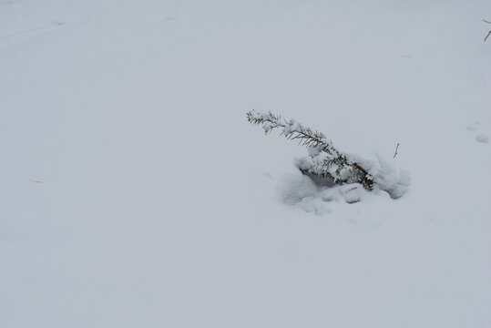 冬季长白山的雪地树林冰河