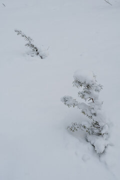 冬季长白山的雪地树林冰河