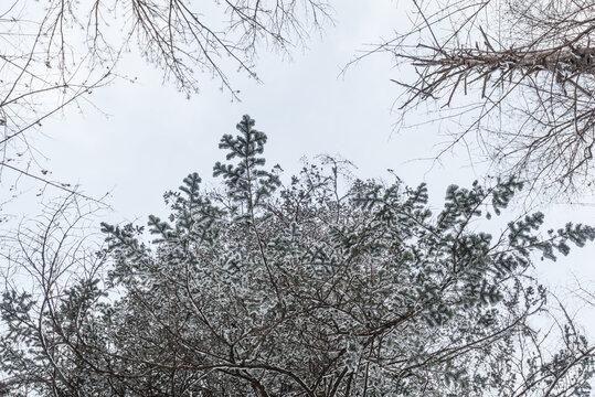 冬季长白山的雪地树林冰河