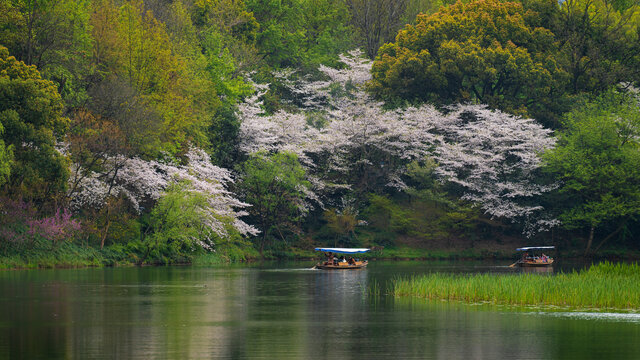 樱花季杭州风光