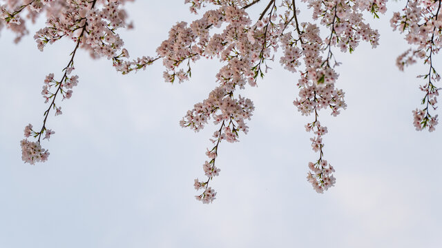 春天樱花背景