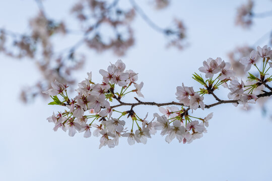 樱花