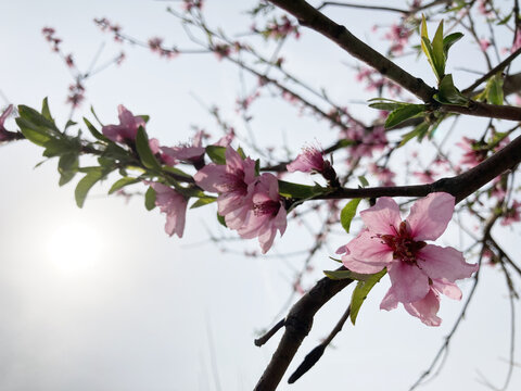 桃花桃树