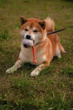 宠物狗柴犬