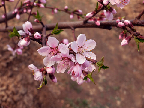 桃花