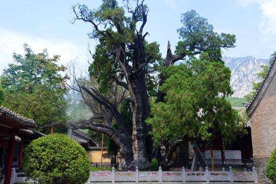 嵩阳书院