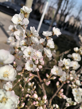 毛樱桃野樱桃开花