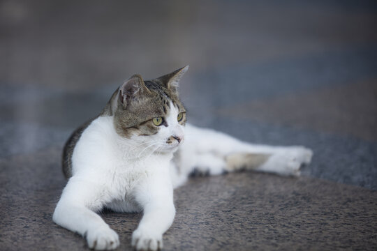 抱爪发呆的猫