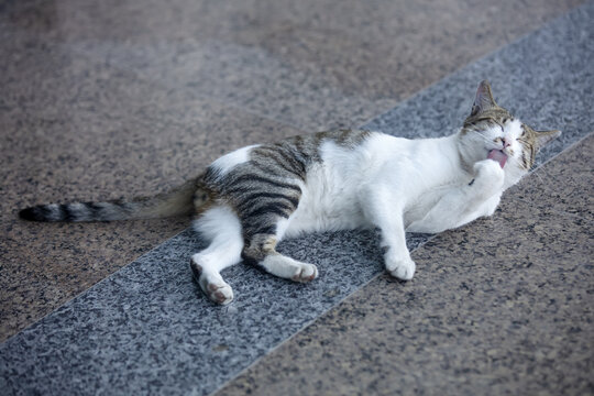 呆萌狸花猫