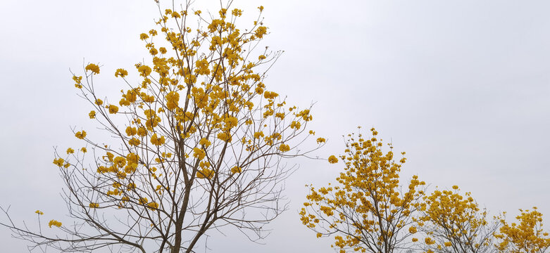 黄花风铃木