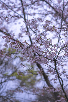 南京明孝陵樱花