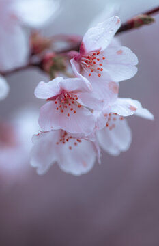 南京明孝陵樱花