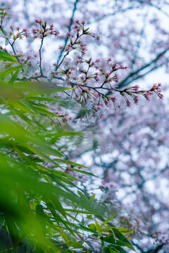 南京明孝陵樱花