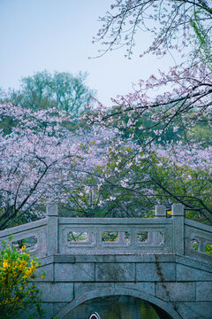 南京明孝陵樱花