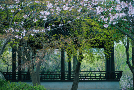 南京明孝陵樱花