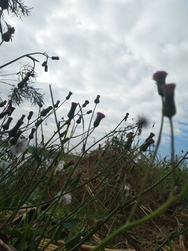 池塘岸边的蒲公英和杂草花朵